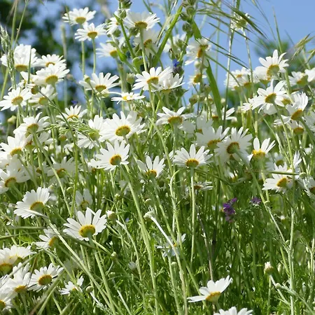 Naturgarten Karlsfeld In Der Schönen Lausitz Apartment Welzow