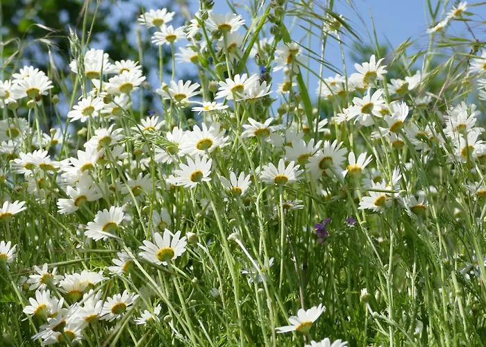 Naturgarten Karlsfeld In Der Schoenen Lausitz Daire Welzow